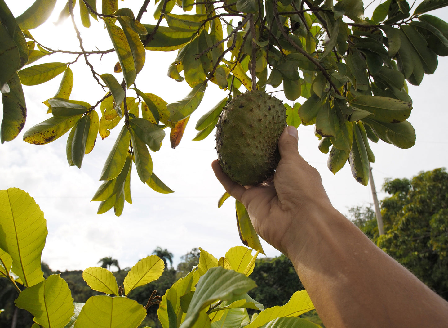 Graviola: An Amazonian Treasure with Multiple Benefits for Immunity