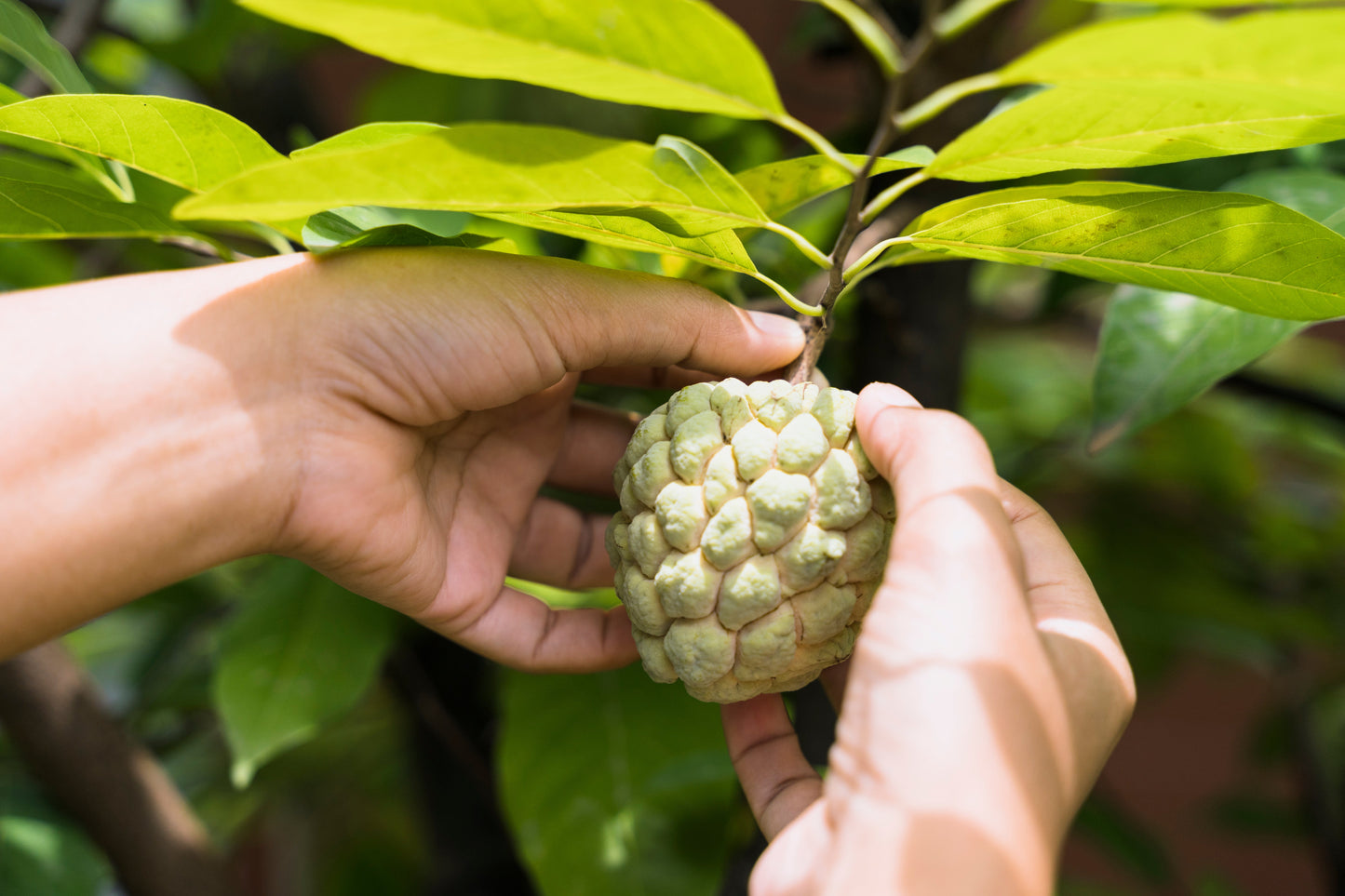 Graviola Benefits: What This Amazonian Leaf Can Actually Do For You